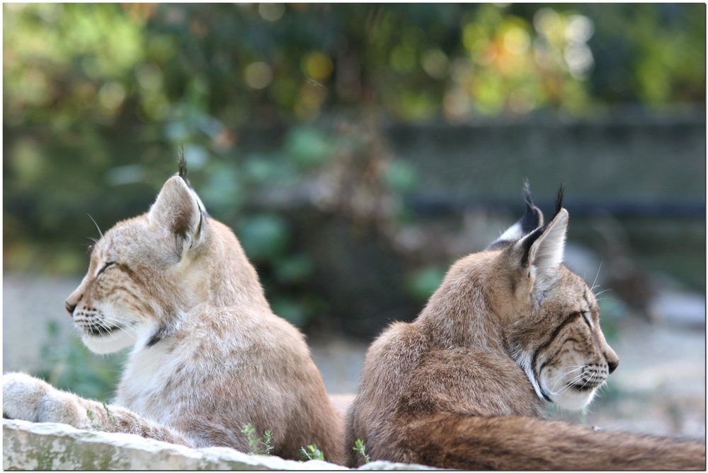 La lince nell'' Appennino centrale